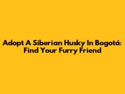 Adopt A Siberian Husky In Bogotá: Find Your Furry Friend