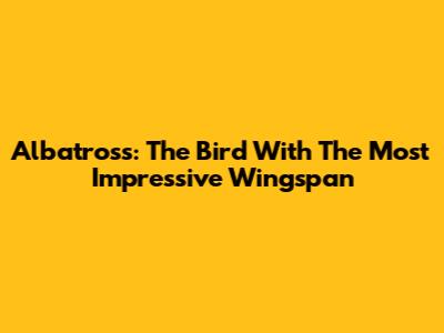 Albatross: The Bird With The Most Impressive Wingspan