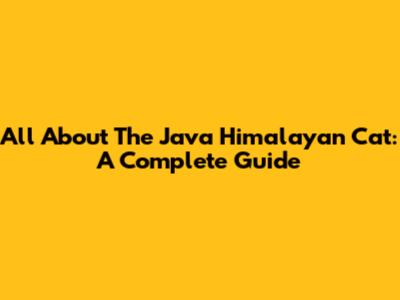 All About The Java Himalayan Cat: A Complete Guide