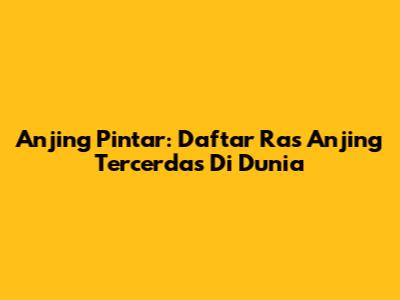 Anjing Pintar: Daftar Ras Anjing Tercerdas Di Dunia