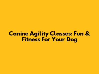 Canine Agility Classes: Fun & Fitness For Your Dog