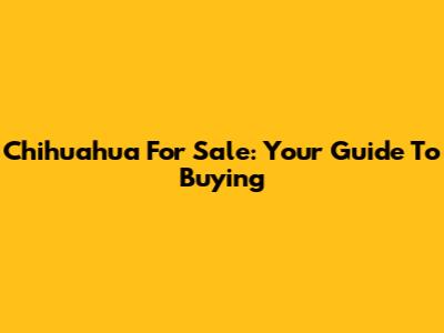 Chihuahua For Sale: Your Guide To Buying