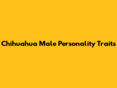 Chihuahua Male Personality Traits