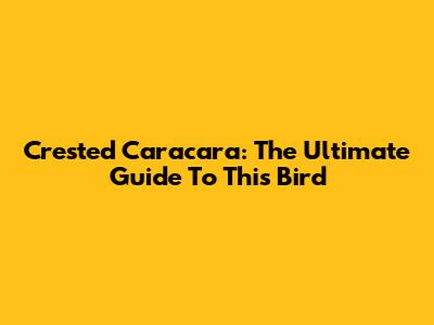 Crested Caracara: The Ultimate Guide To This Bird