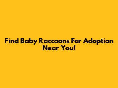 Find Baby Raccoons For Adoption Near You!