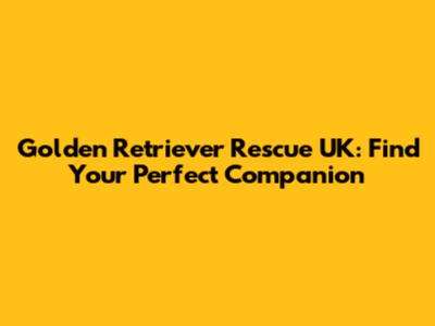 Golden Retriever Rescue UK: Find Your Perfect Companion