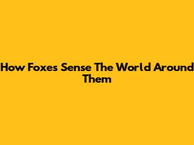 How Foxes Sense The World Around Them