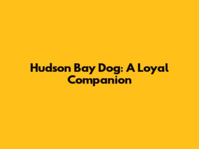 Hudson Bay Dog: A Loyal Companion