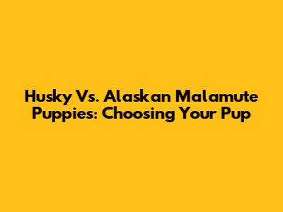 Husky Vs. Alaskan Malamute Puppies: Choosing Your Pup