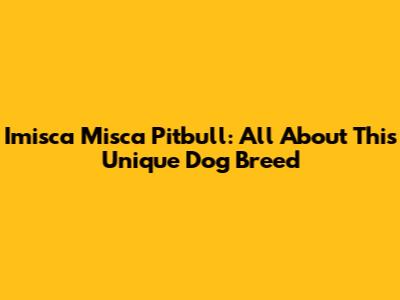Imisca Misca Pitbull: All About This Unique Dog Breed