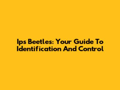 Ips Beetles: Your Guide To Identification And Control