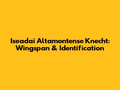 Iseadai Altamontense Knecht: Wingspan & Identification