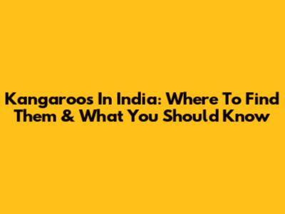 Kangaroos In India: Where To Find Them & What You Should Know