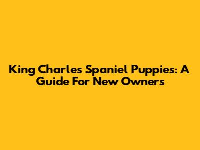 King Charles Spaniel Puppies: A Guide For New Owners