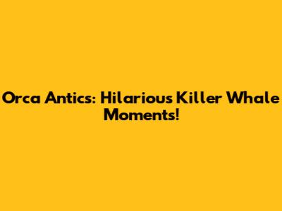 Orca Antics: Hilarious Killer Whale Moments!