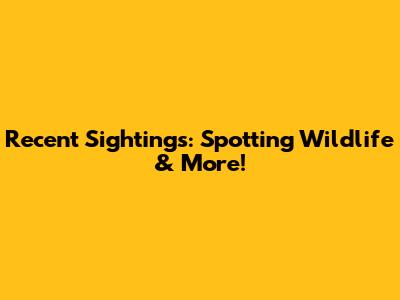 Recent Sightings: Spotting Wildlife & More!