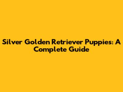 Silver Golden Retriever Puppies: A Complete Guide