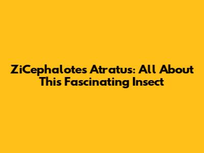 ZiCephalotes Atratus: All About This Fascinating Insect